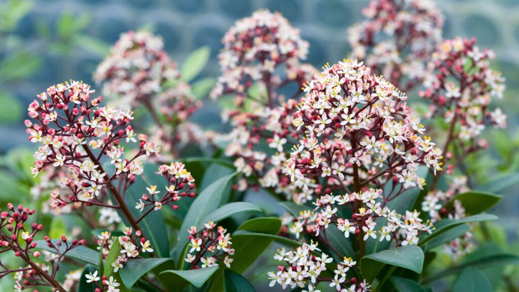 7 sweet-smelling winter flowering shrubs for your garden