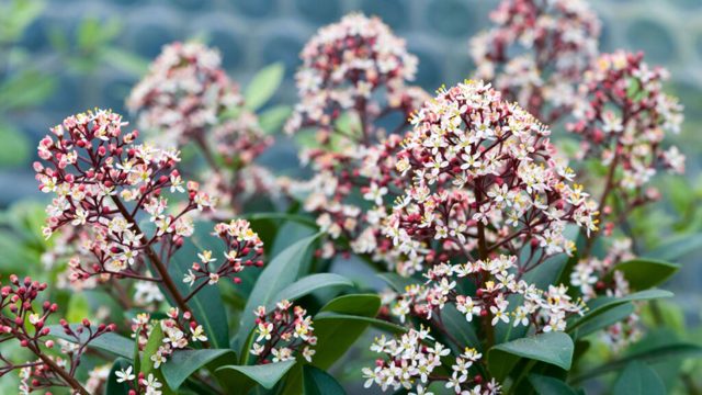7 sweet-smelling winter flowering shrubs for your garden