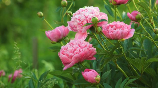 5 reasons why your peonies aren’t blooming – and the simple fixes pro gardeners swear by
