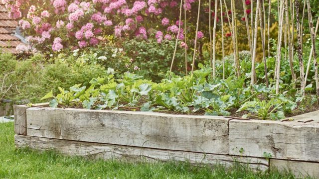 The best plant supports for flowering and fruiting varieties
