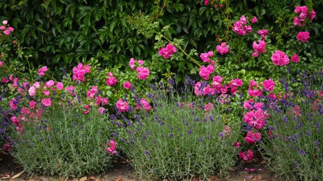 5 drought-tolerant roses to add to your garden this summer
