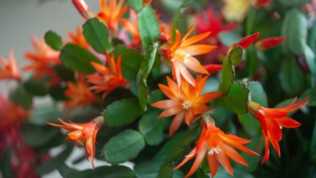 Where to position a christmas cactus according to Feng Shui