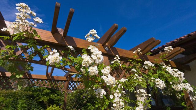 5 plants to prune in July to keep them healthy and blooming