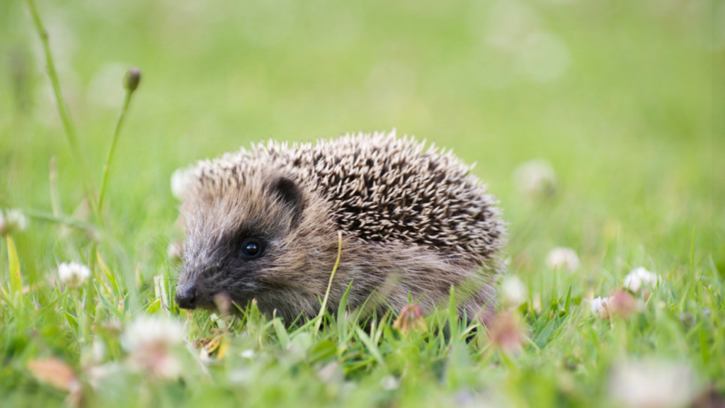 Surprising everyday garden jobs that could harm wildlife