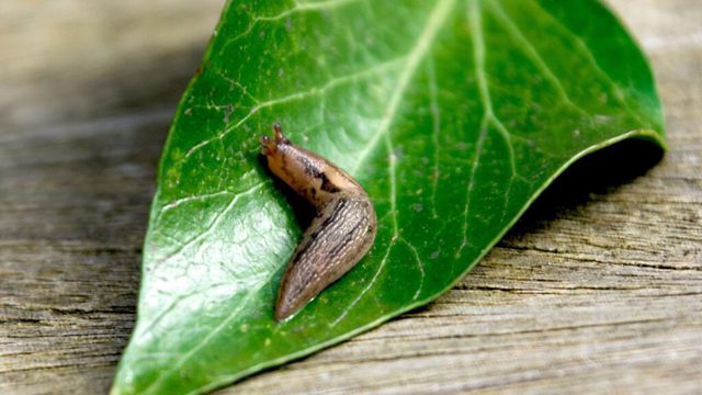 The beer trap for slugs carries a new warning