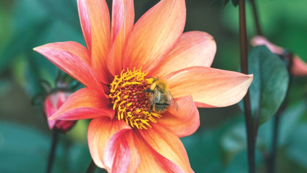 When to lift dahlia tubers – the ideal window