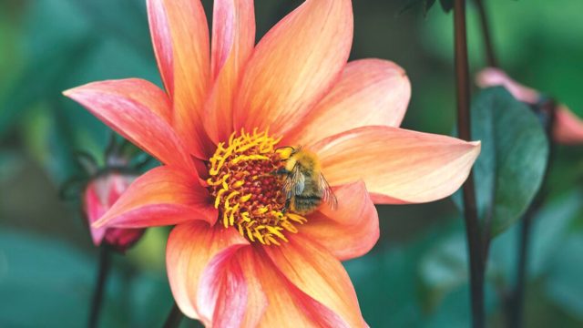 When to lift dahlia tubers – the ideal window