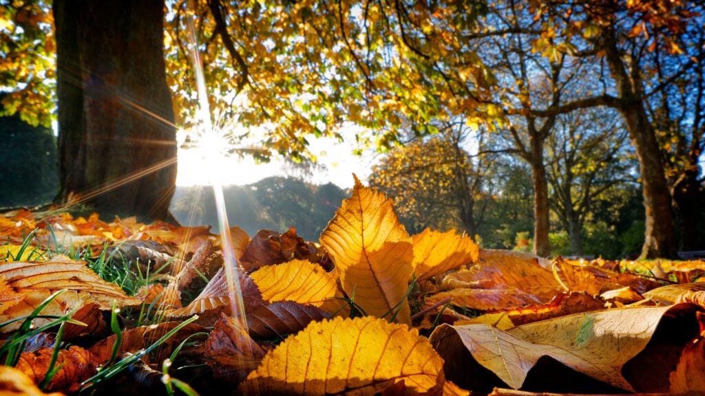 Why you shouldn’t clear every leaf from your garden