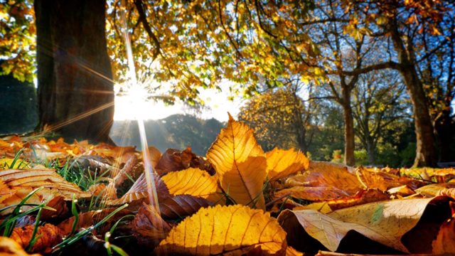 Why you shouldn’t clear every leaf from your garden