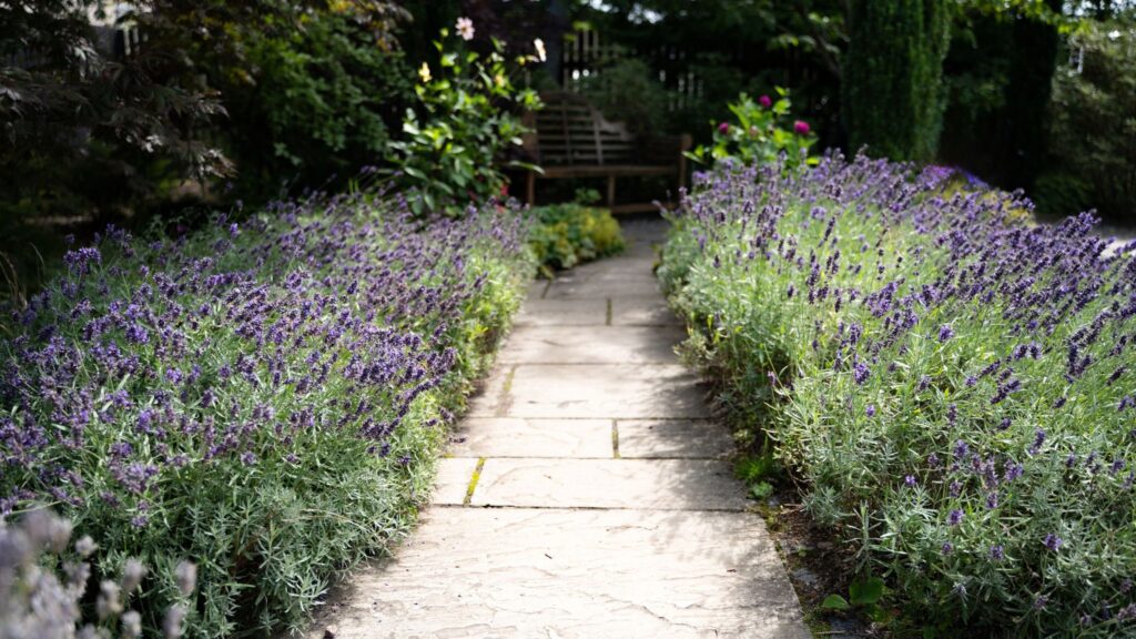 What to do with lavender in October – 4 ways to keep it healthy