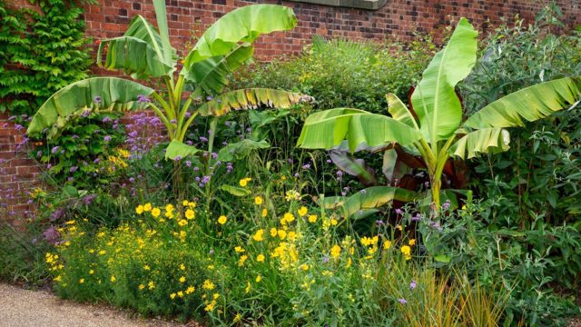 Monty Don’s tip for overwintering tropical plants is a must