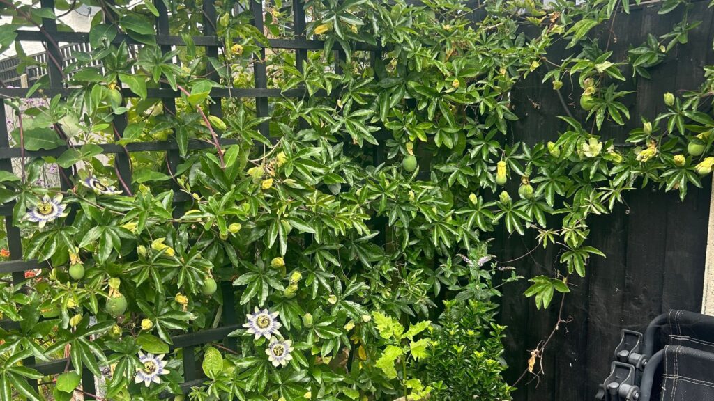 This climbing plant is the star of my mum’s garden trellis