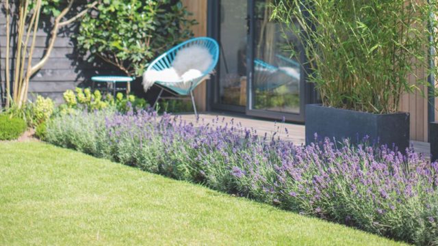 What to do with lavender in July