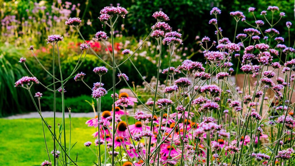 5 plants you should give the Chelsea chop now