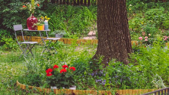 How to get rid of ground ivy in your lawn and garden