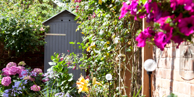 6 best hydrangea varieties for pots for small spaces