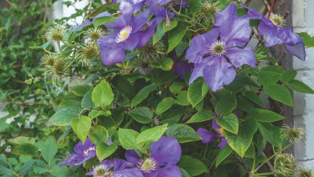 How to grow clematis for stunning climbing displays every year