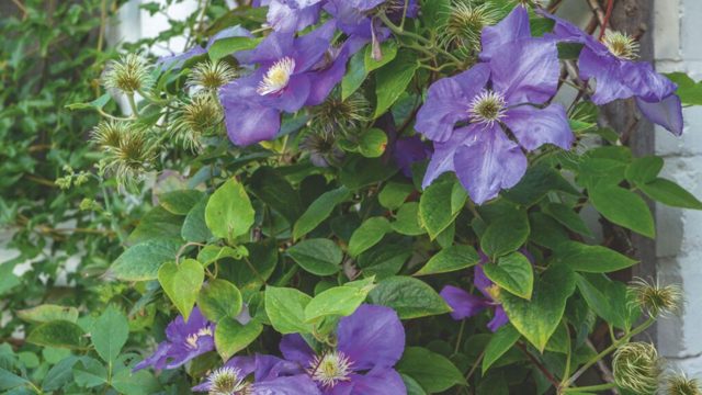 How to grow clematis for stunning climbing displays every year