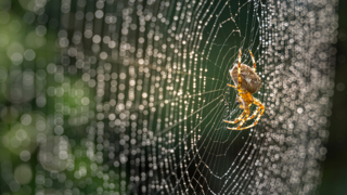 1 scent spiders hate and makes your home smell like a spa
