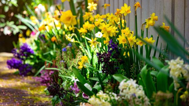 7 spring bulbs to plant in September before the gardening rush