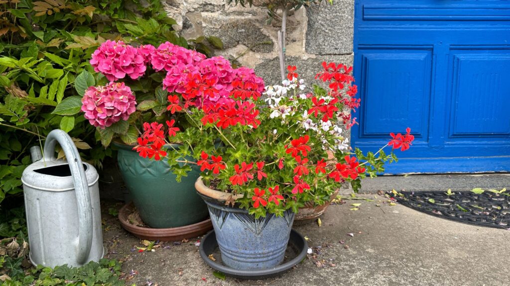 8 drought-tolerant plants for front garden pots