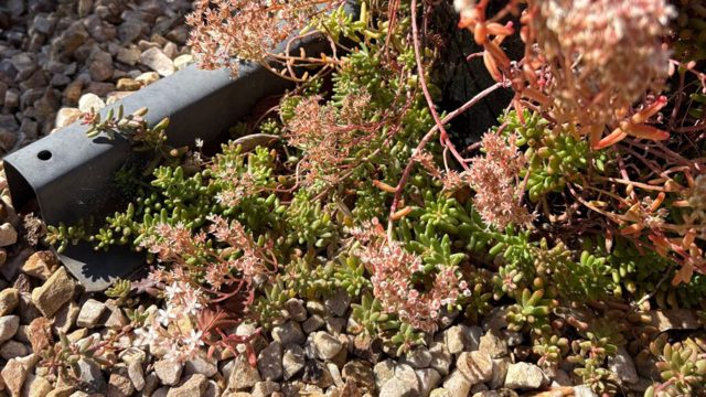 My mum’s garden is full of beautiful self-seeding sedums