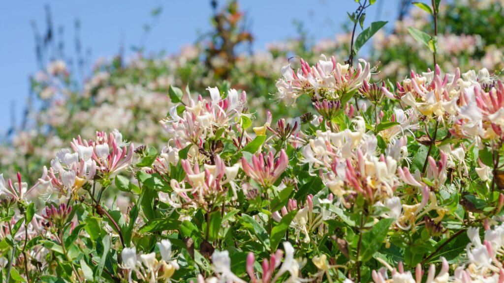 The plants to never prune in midwinter – 5 types to avoid