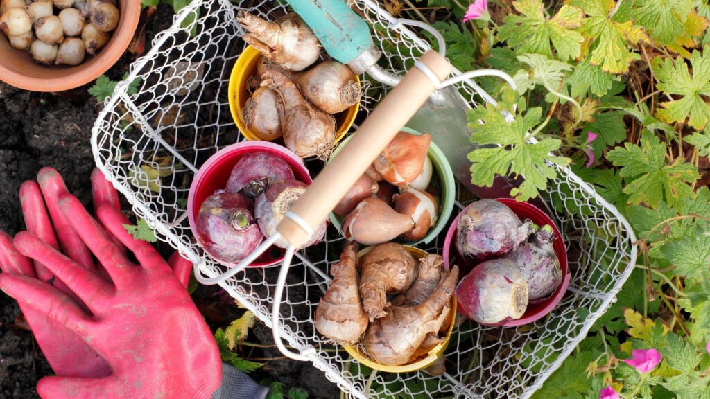 My biggest bulb planting mistakes to avoid