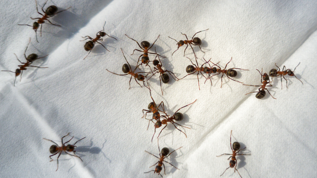5 scents that will deter ants from your home and garden