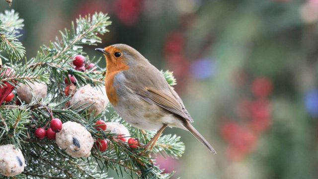 What to do with your old Christmas tree to help wildlife