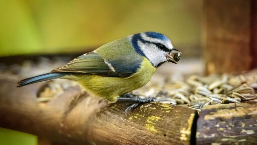 Should you add coffee grounds around your bird feeder?