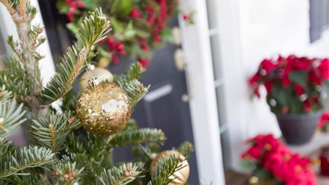 5 of the best Christmas plants for a front porch
