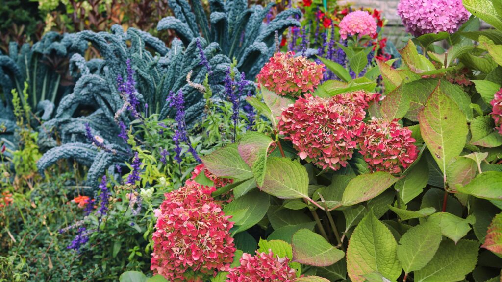 How to mulch hydrangeas to survive the winter