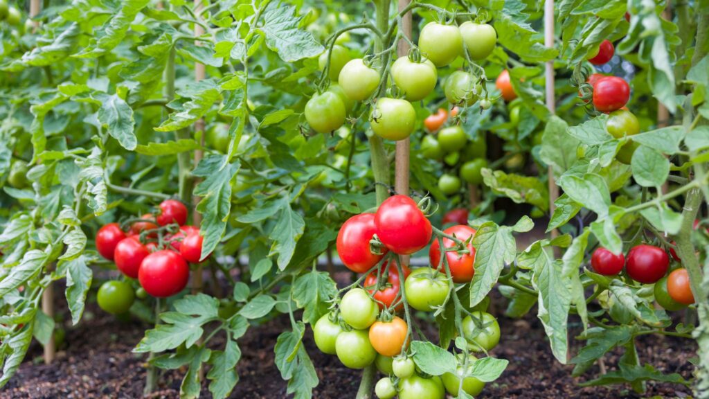 What to do with tomato plants in April – 5 vital tasks