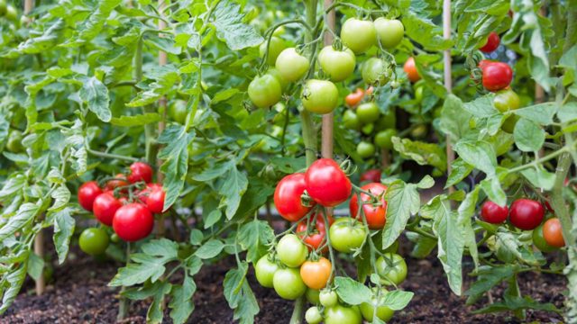 What to do with tomato plants in April – 5 vital tasks