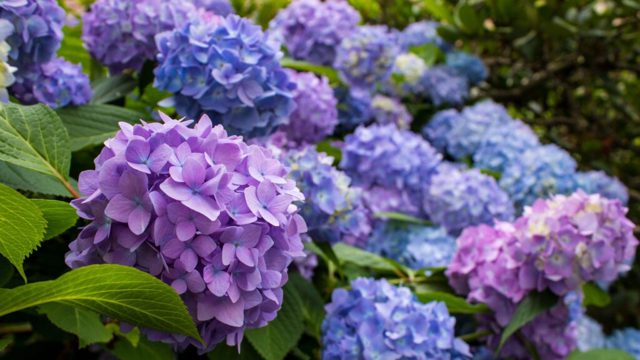 Why is my hydrangea not growing – and what to do to fix it