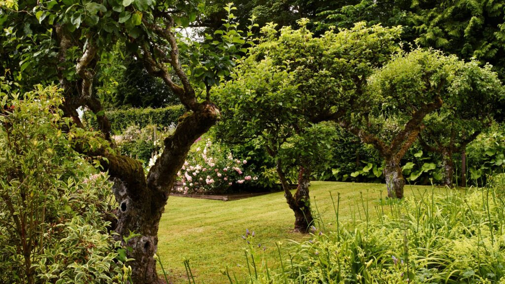 Where to plant fruit trees for delicious harvests every year