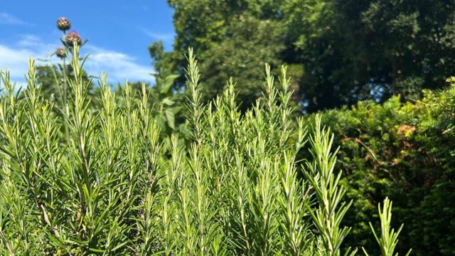 3 drought-tolerant herbs to plant in July for easy harvests