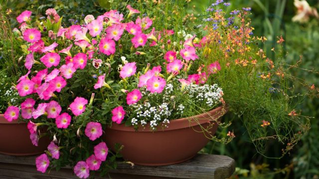 7 container flowers to plant in May for colour all summer