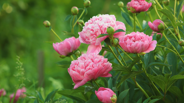 How to care for peonies in autumn so they survive winter