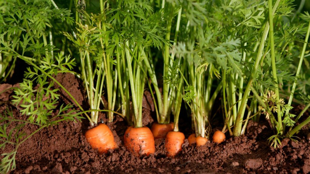 8 vegetables to plant under cloches in February