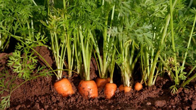 8 vegetables to plant under cloches in February