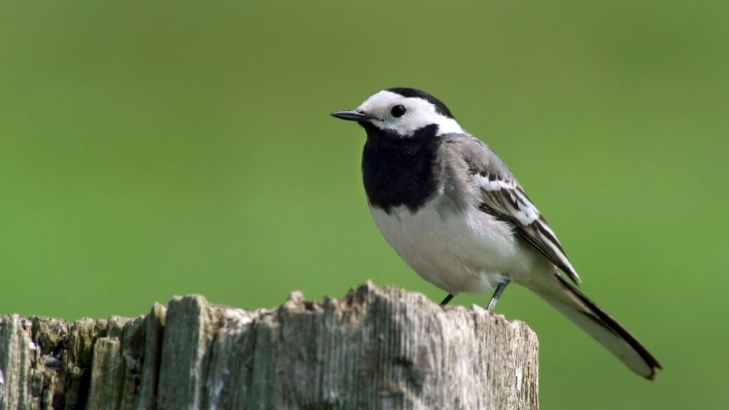 How to attract pied wagtails to your garden
