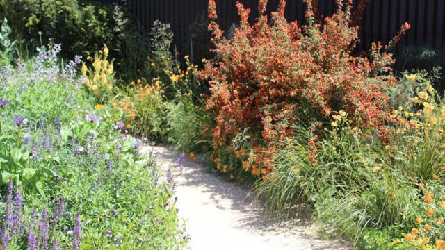 I’m waving goodbye to my lawn – Here’s what I’m doing instead