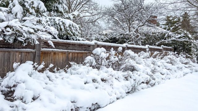 How to protect your garden from winter damage – expert tips