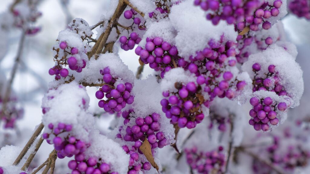 The best Christmas plants with berries – 5 festive picks