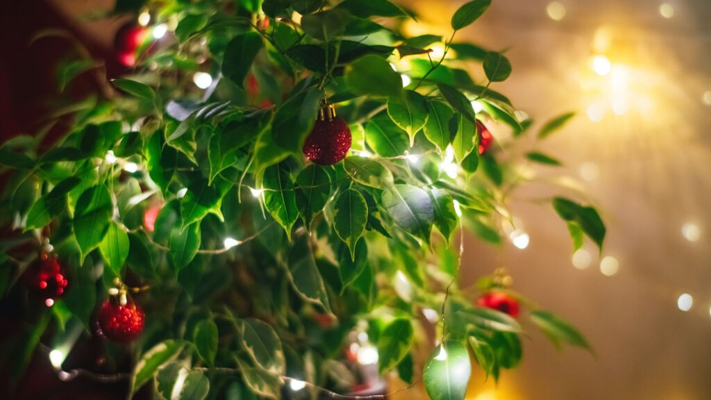 Can Christmas lights burn plants? The safest options
