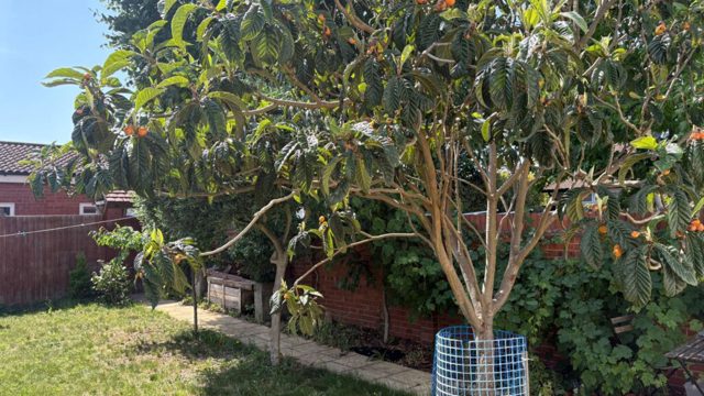 8 jobs to do in the garden in July during a heatwave