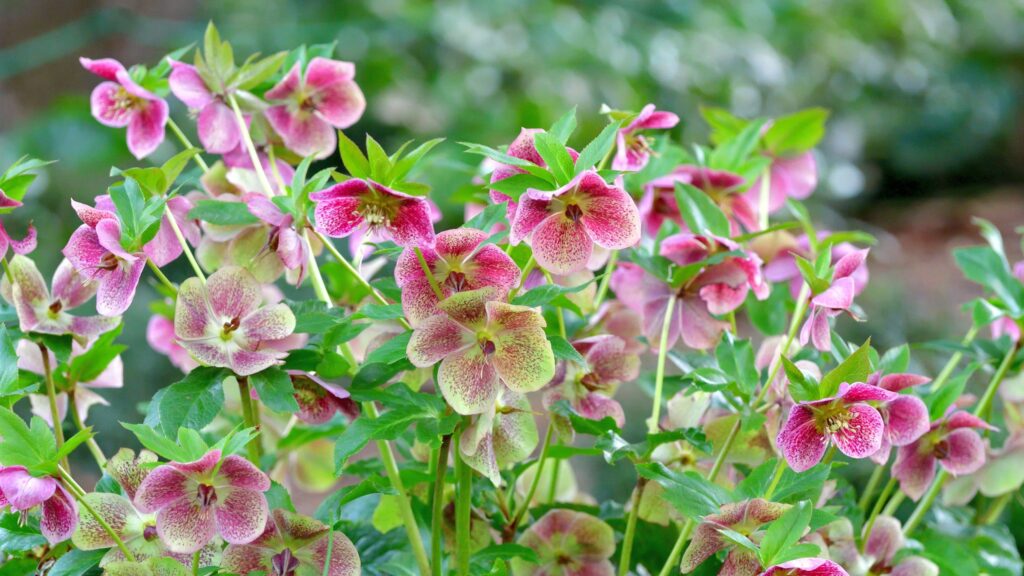 Plants I grow for cut flower arrangements in winter