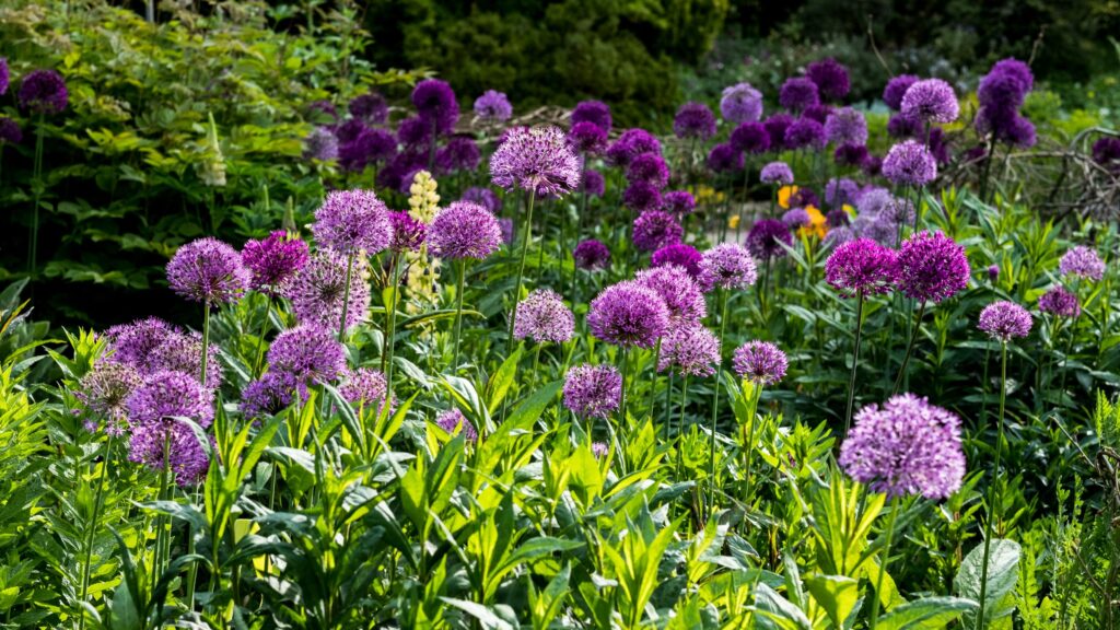 Can you plant allium bulbs in February? It depends on the type